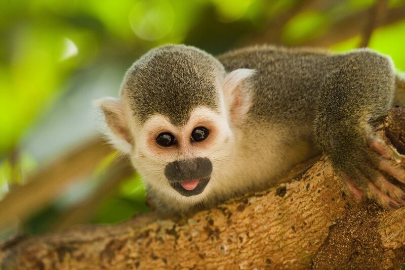 Squirrel Monkey on Branch — Brown