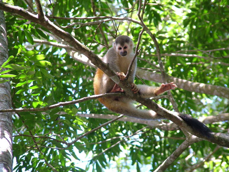 Squirrel Monkey on Branch — Green