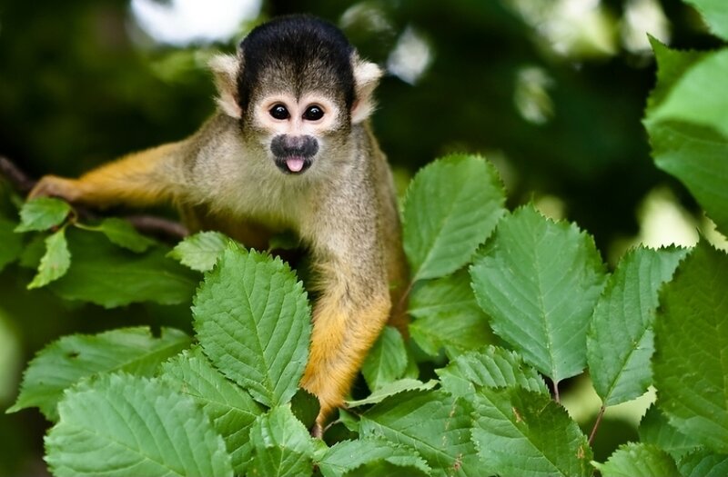 Squirrel Monkey on Branch
