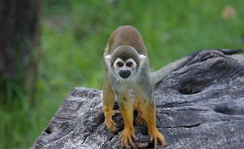 Squirrel Monkey on Log
