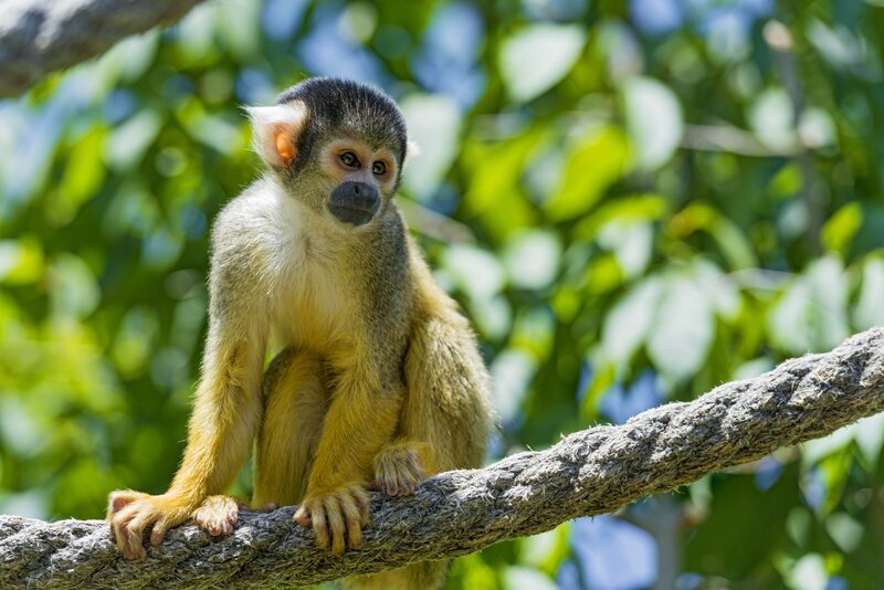 Squirrel Monkey on Rope