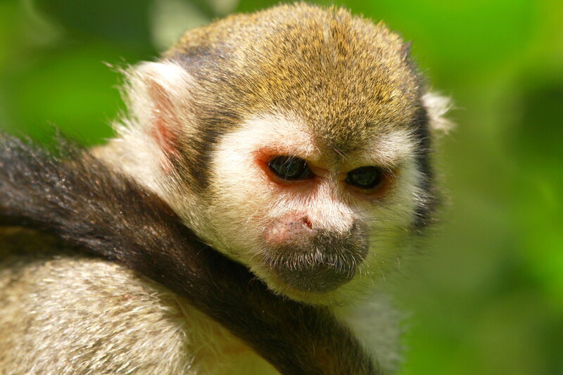 Squirrel Monkey