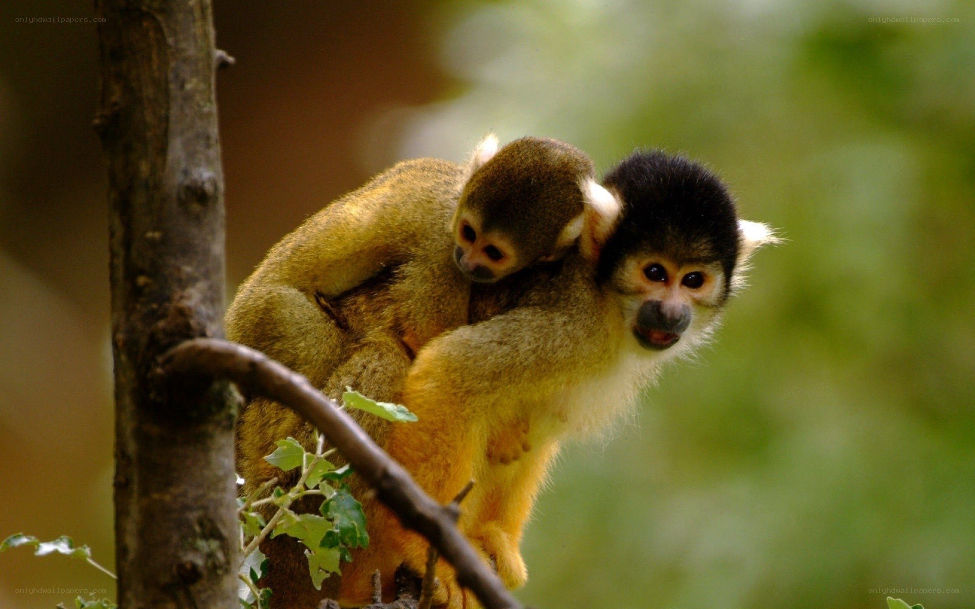 Squirrel monkey with baby