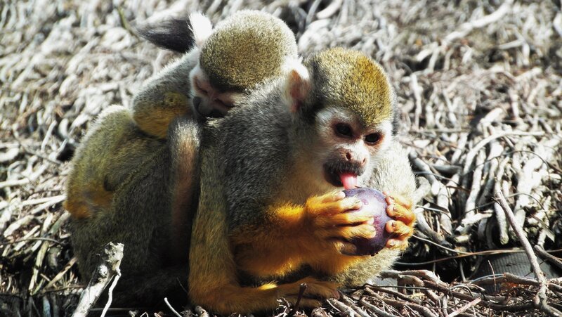 Squirrel Monkeys Eating