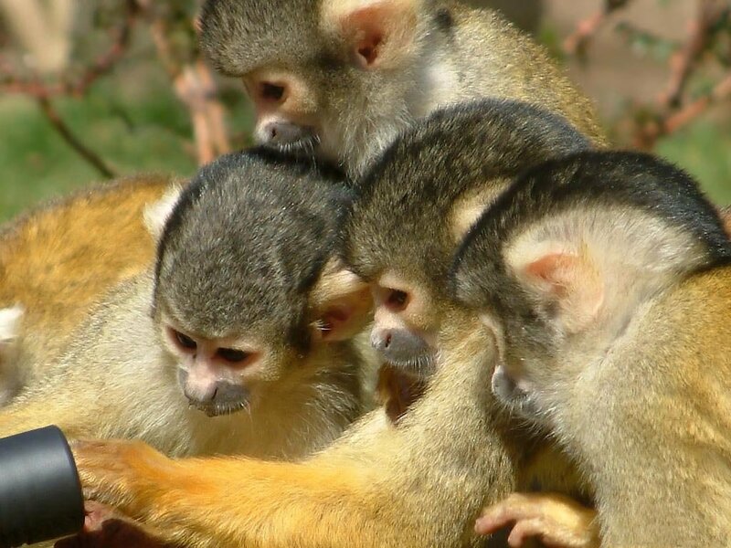 Squirrel Monkeys Huddled