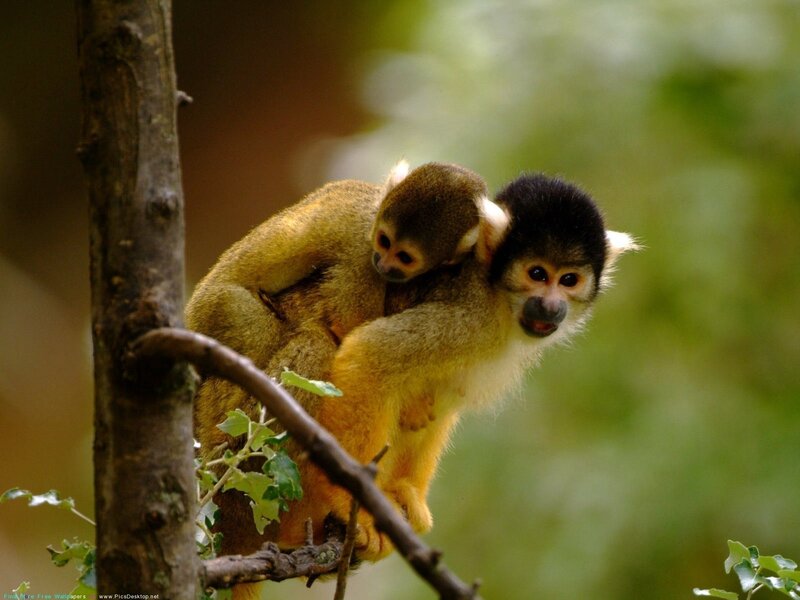 Squirrel monkeys on a branch