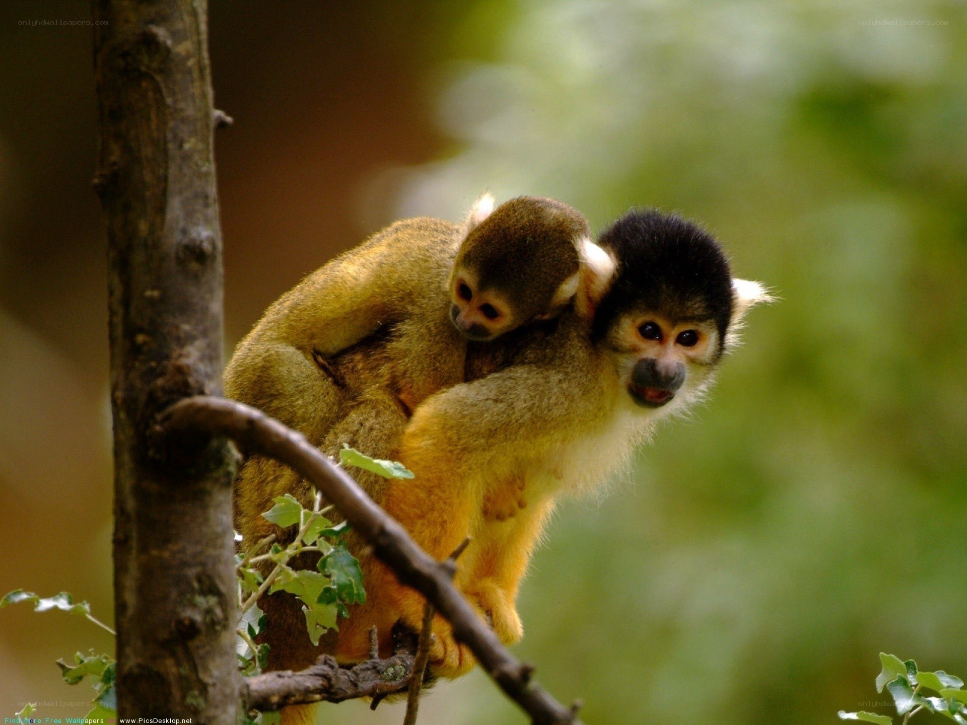 Squirrel monkeys on a branch