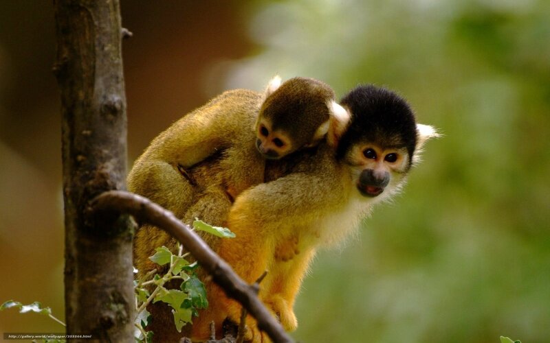 Squirrel monkeys on a branch