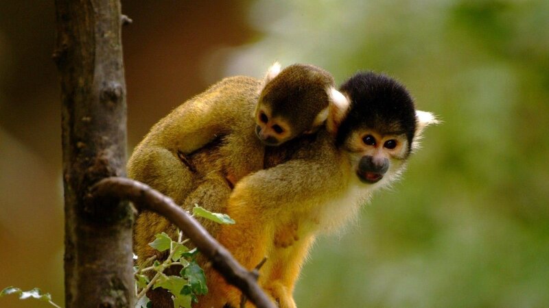 Squirrel Monkeys on Branch — Green