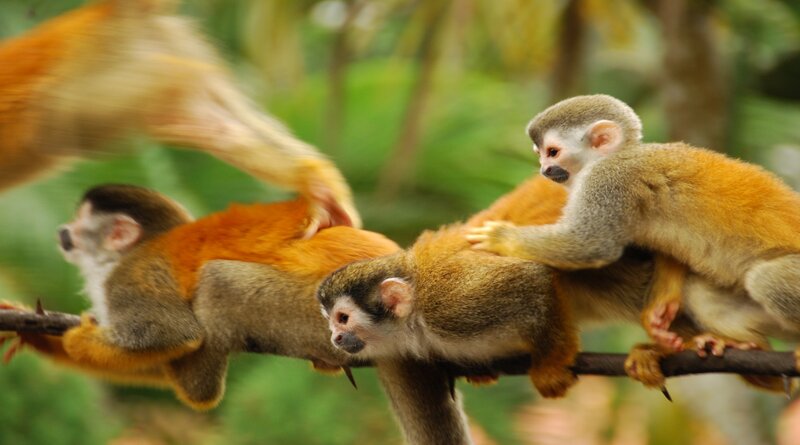 Squirrel Monkeys on Branch