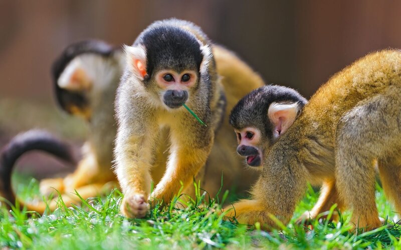 Squirrel Monkeys on Grass — Green