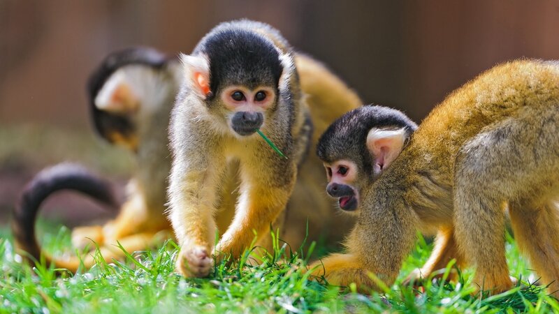 Squirrel monkeys on grass