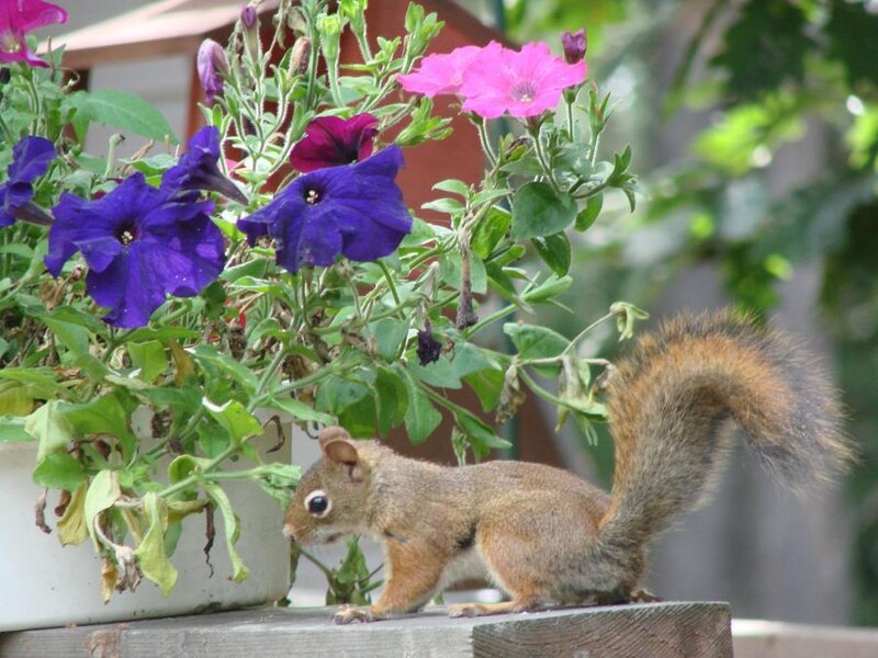 Squirrel Near Flowers