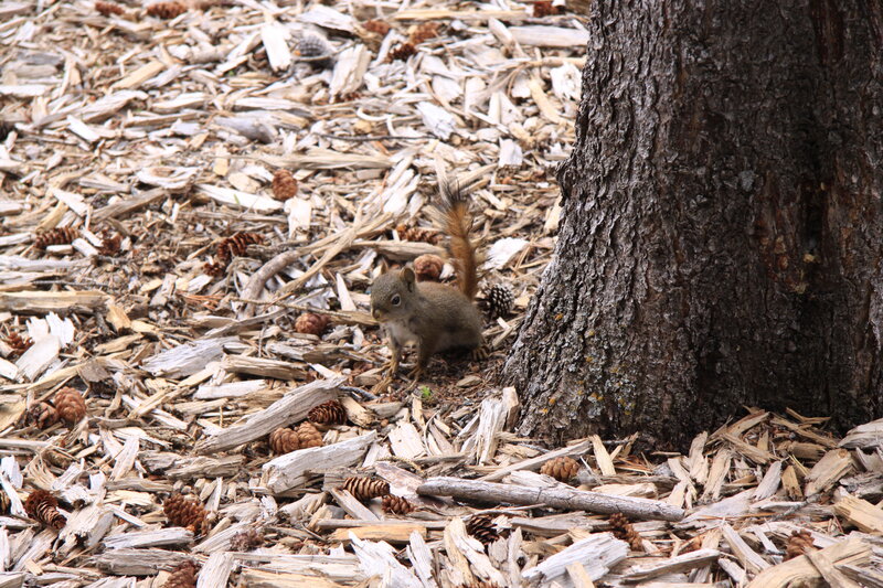 Squirrel Near Tree