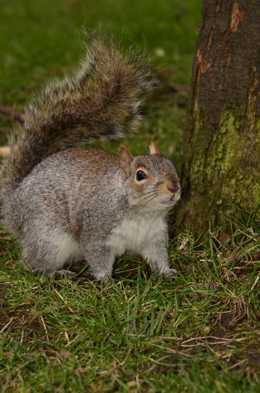 Squirrel near tree trunk