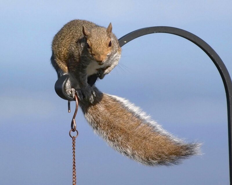 Squirrel on a bird feeder hook