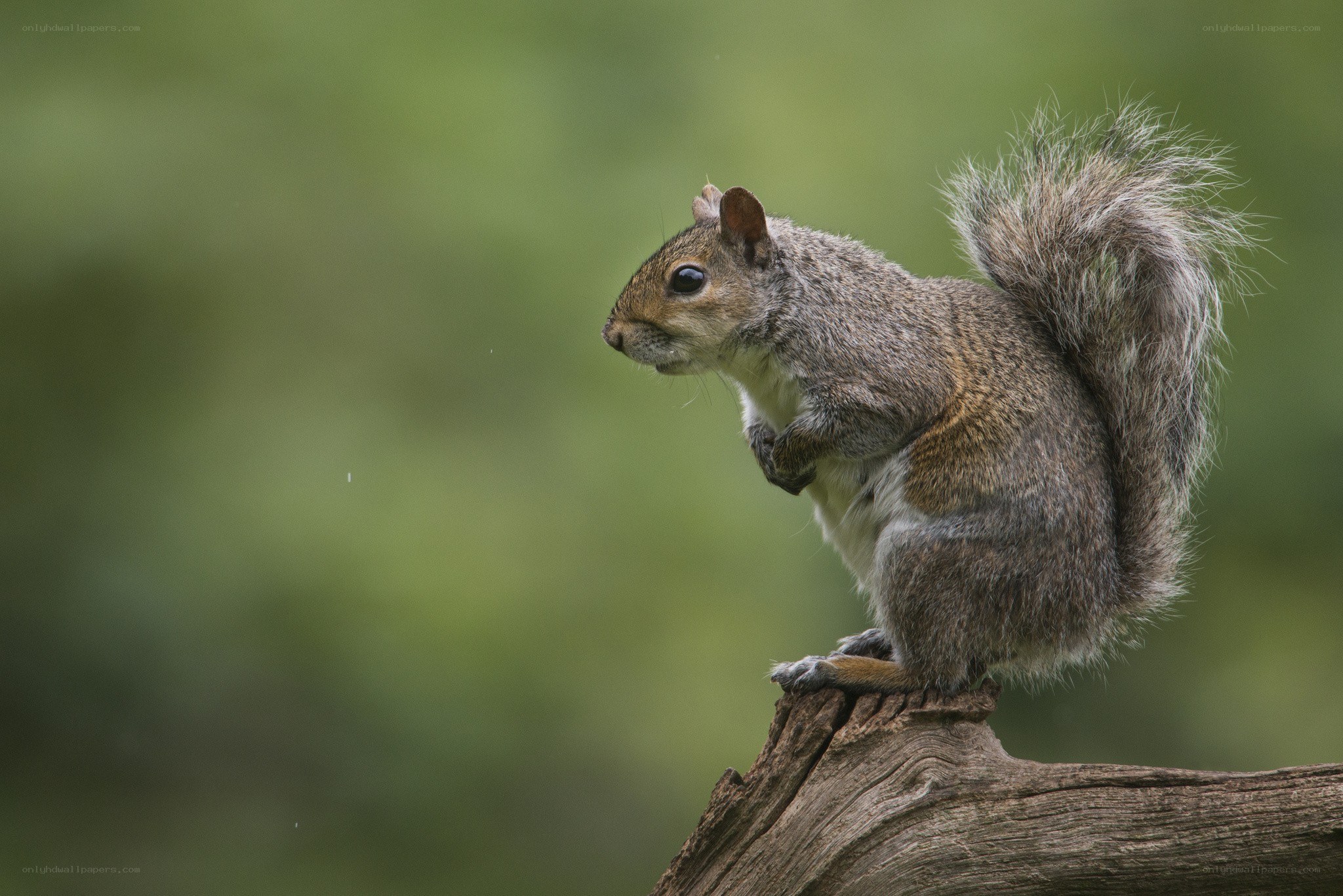 squirrel on a branch