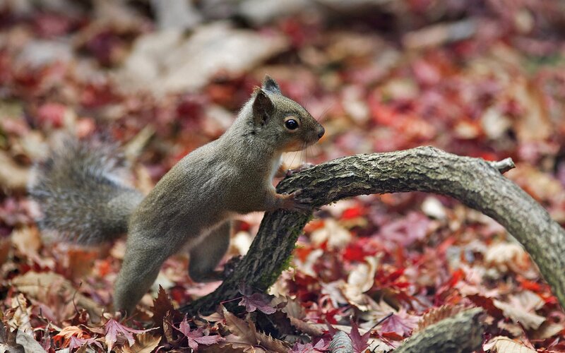 Squirrel on a Branch — Brown, Calm