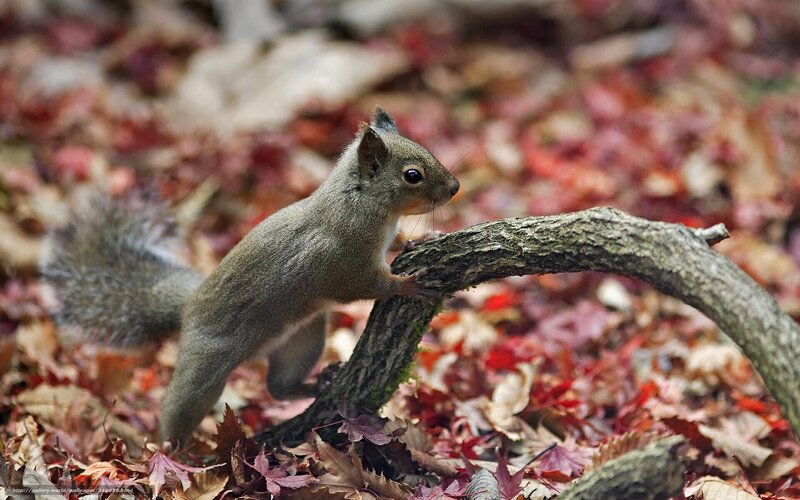 Squirrel on a Branch — Brown, Natural, Autumn