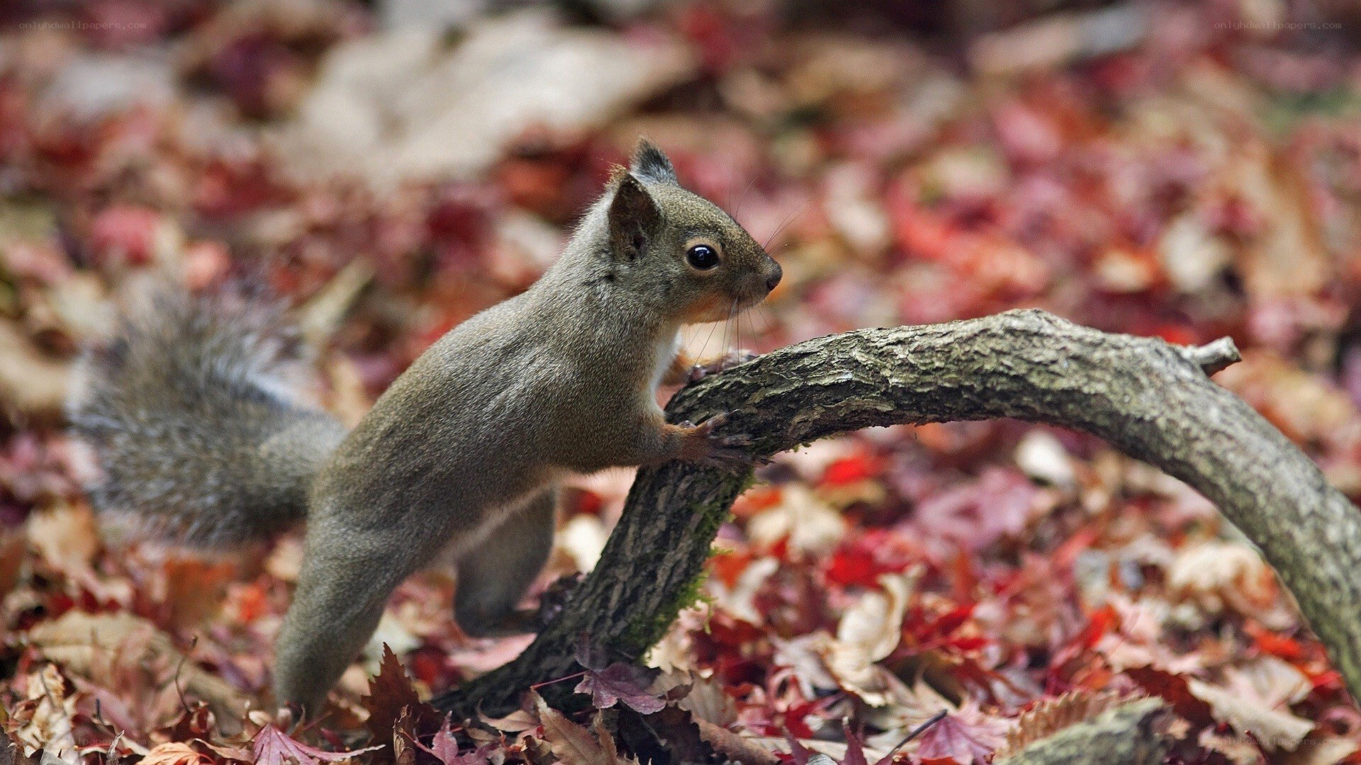 Squirrel on a branch in autumn