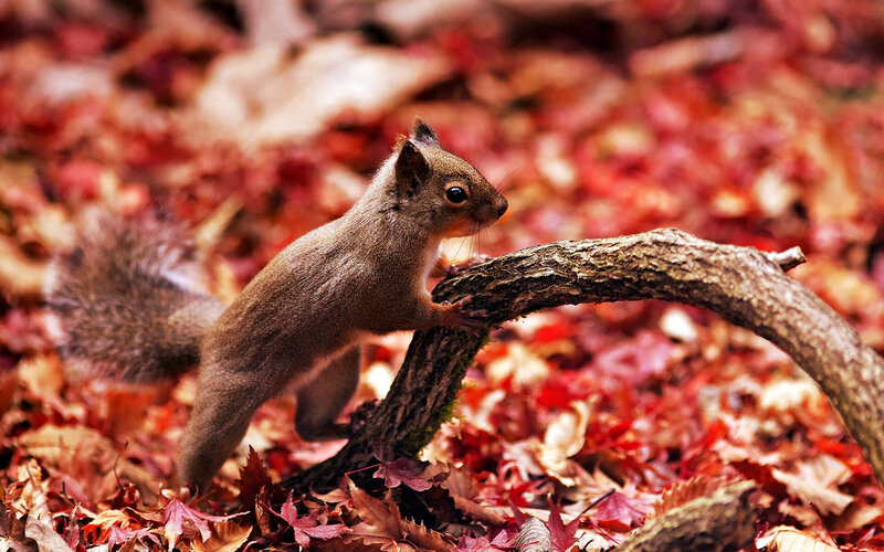 Squirrel on a Branch — Red