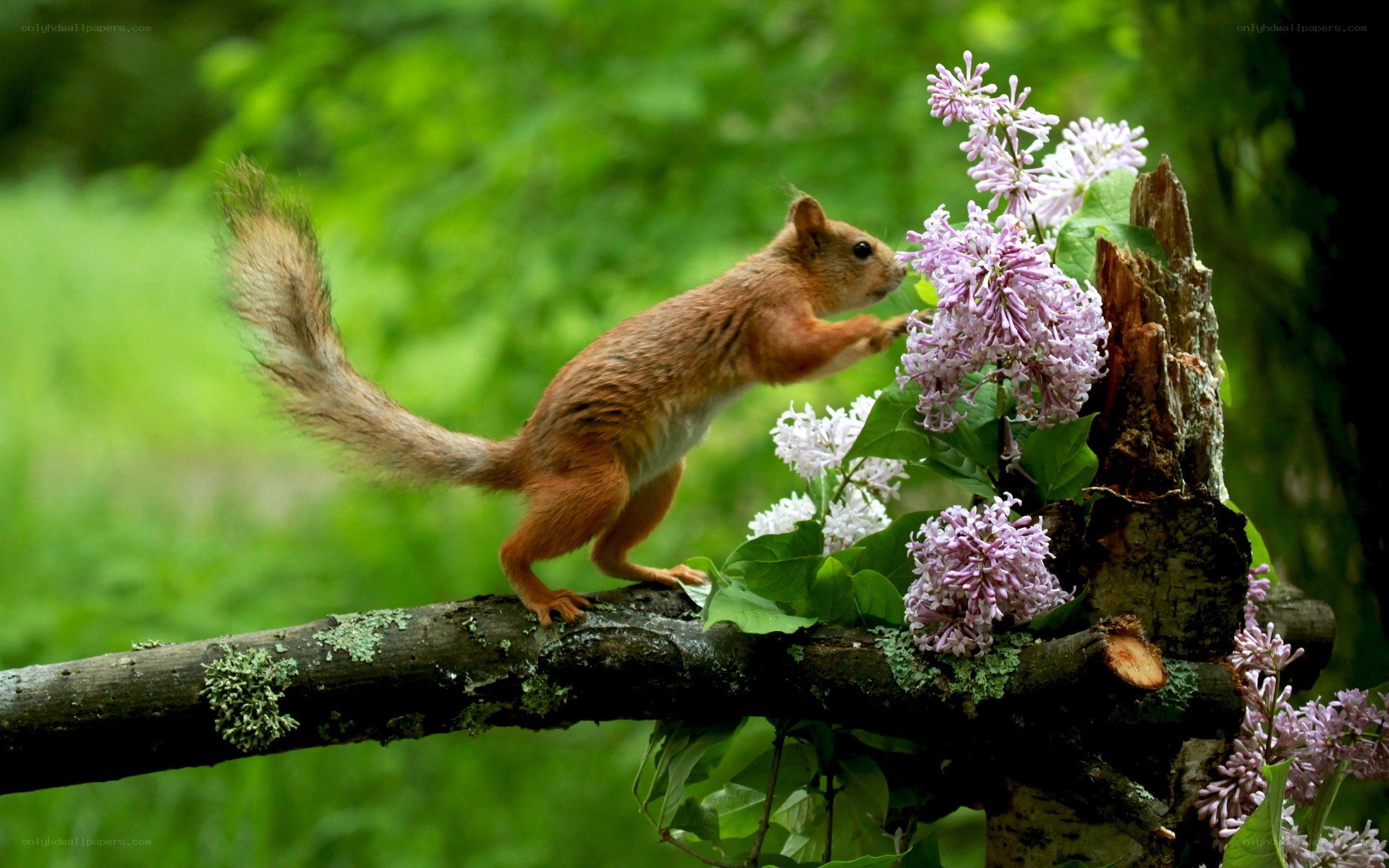 Squirrel on a branch with flowers