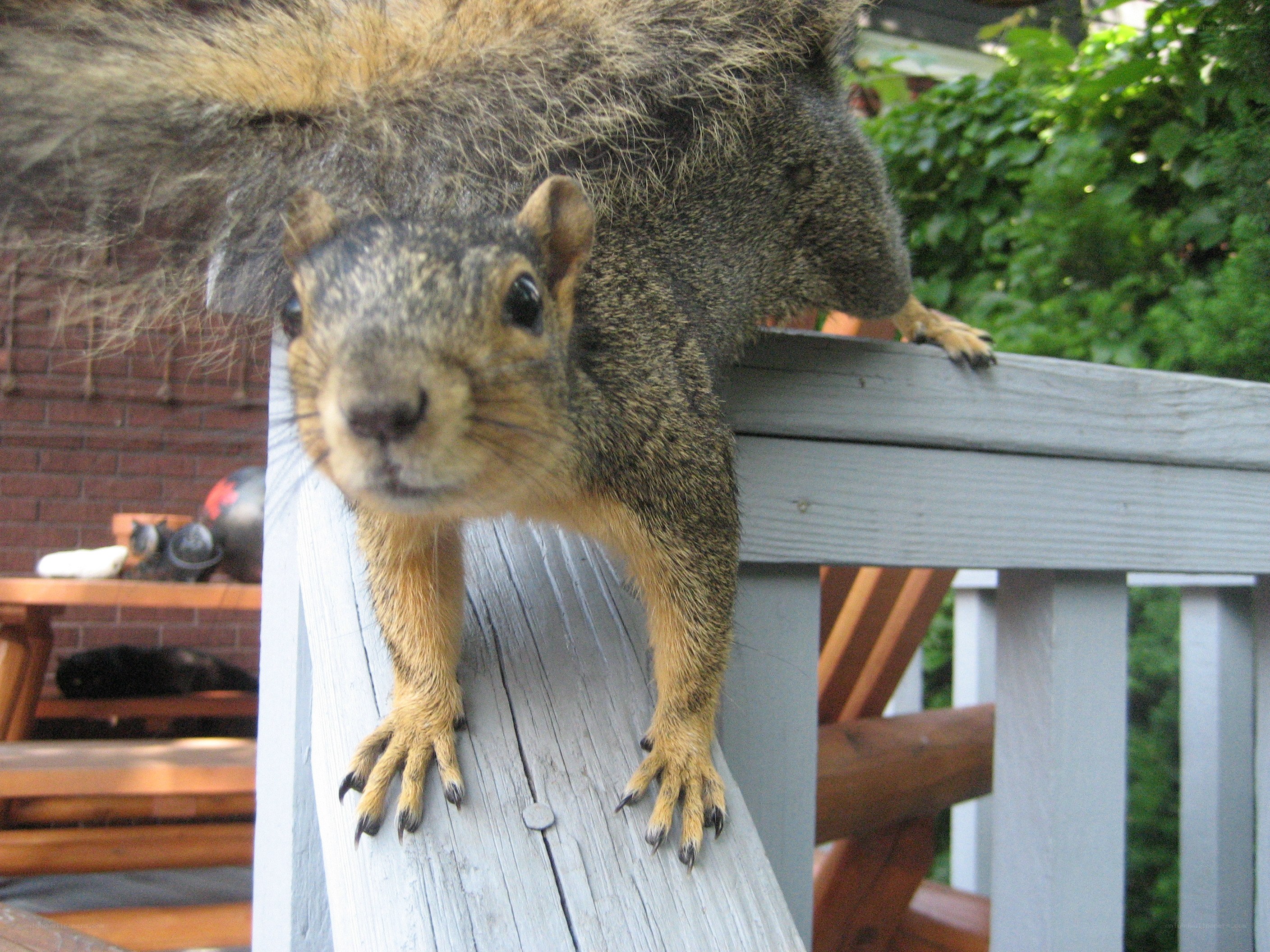 Squirrel on a deck railing