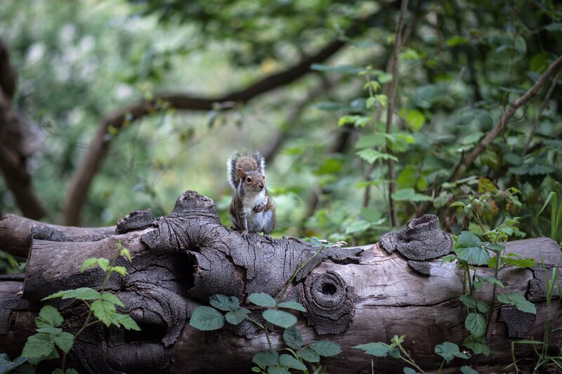 Squirrel on a fallen log