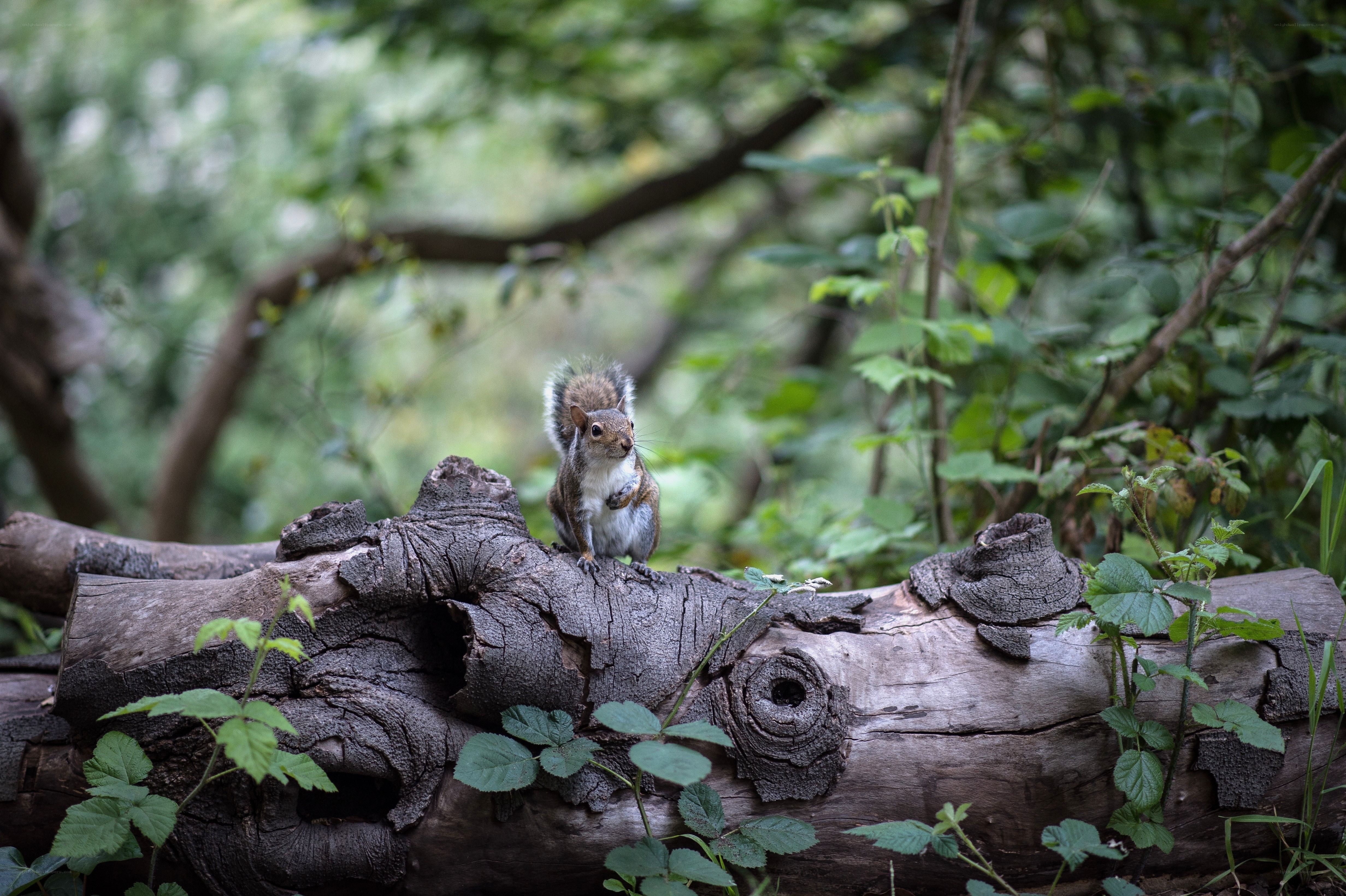 Squirrel on a fallen log