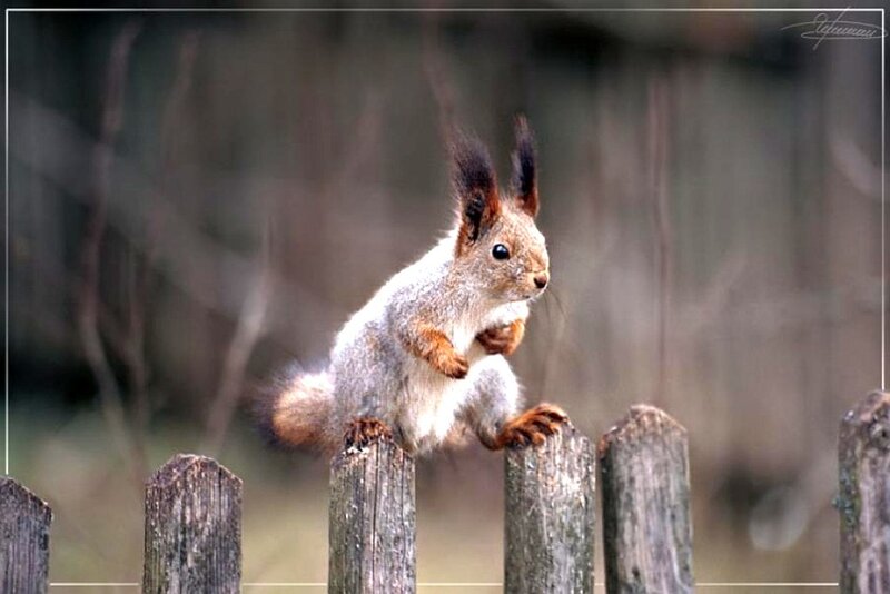 squirrel on a fence