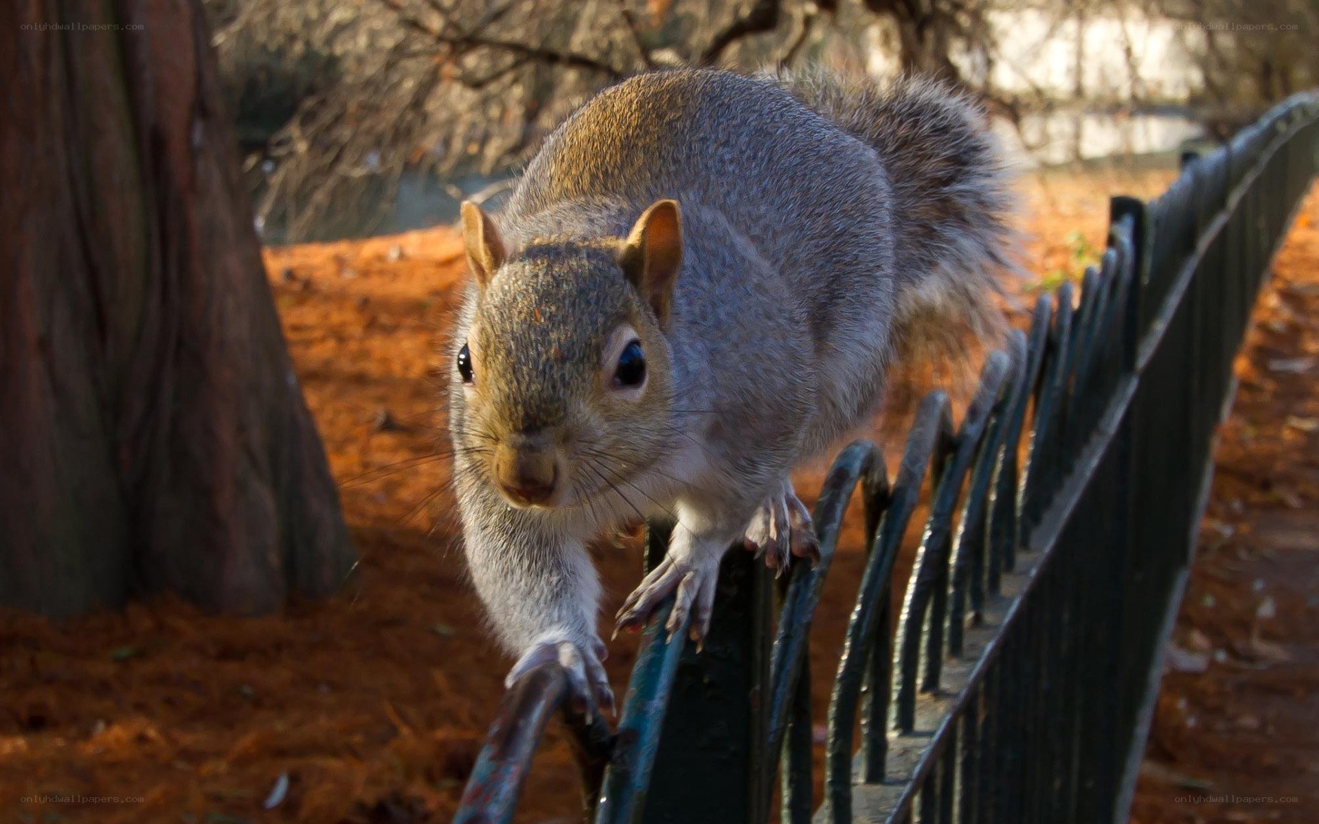 Squirrel on a fence