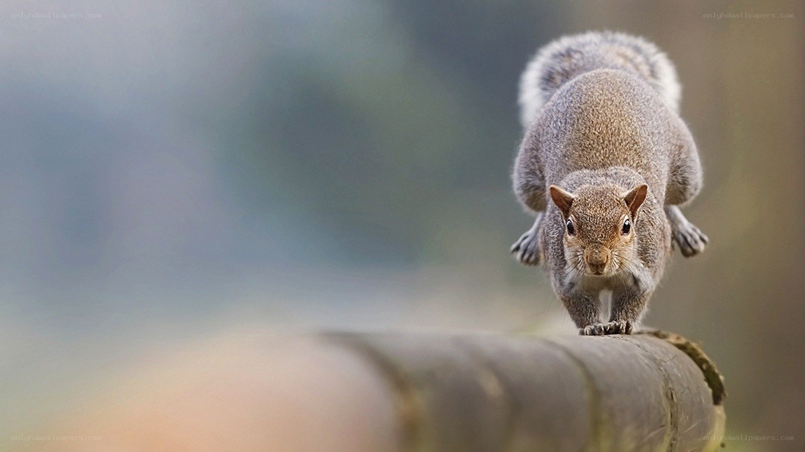 squirrel on a fence
