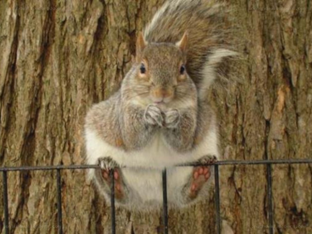 squirrel on a fence
