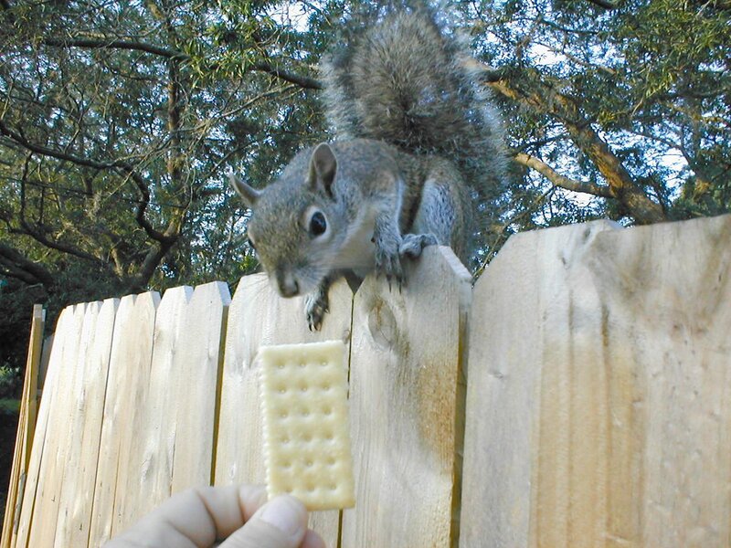 Squirrel on a fence with cracker