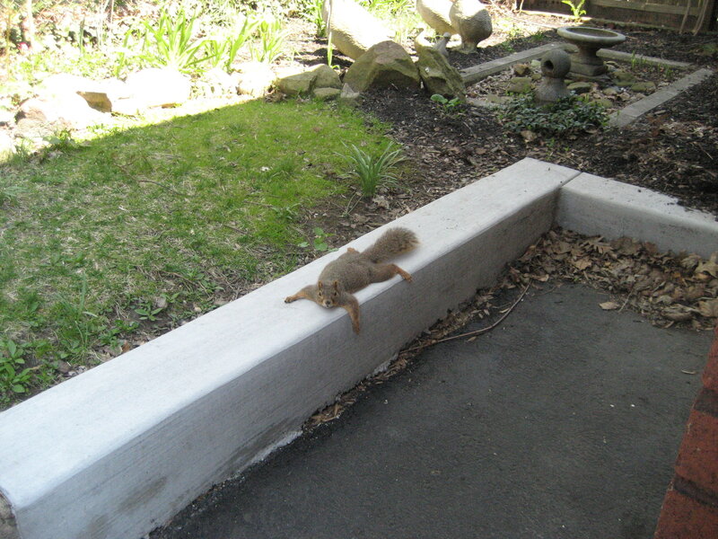 Squirrel on a garden wall