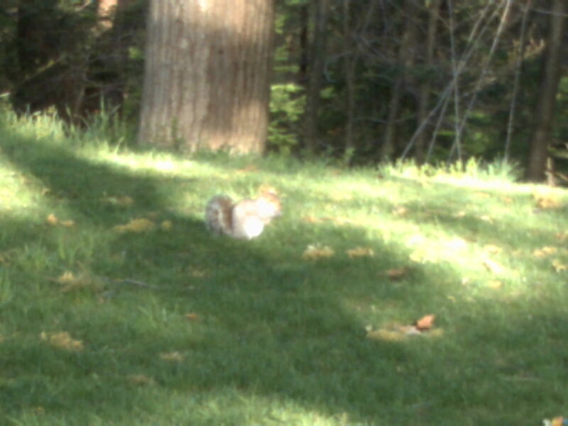 Squirrel on a grassy hill