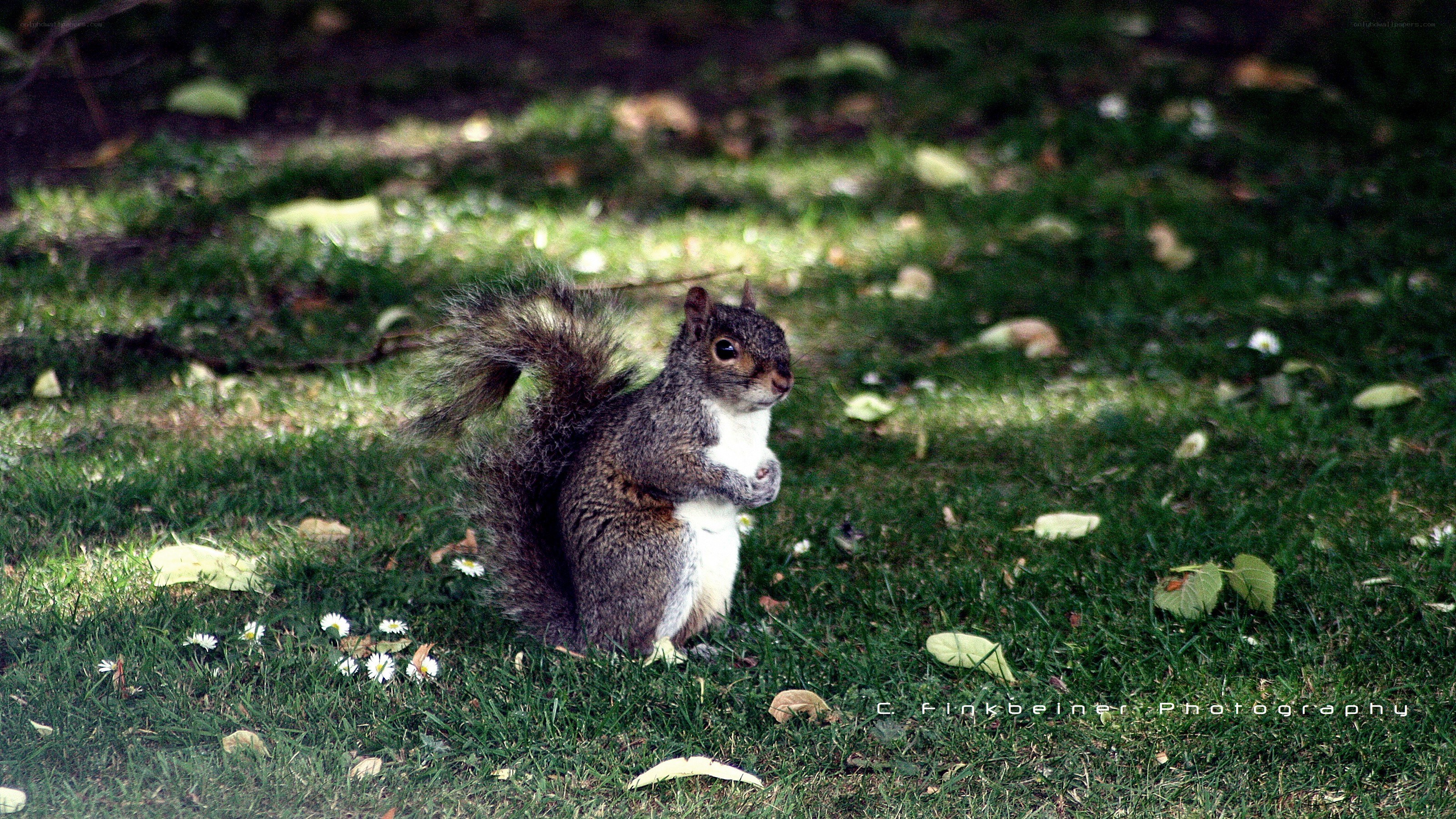 Squirrel on a grassy lawn