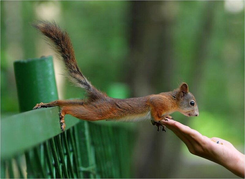 Squirrel on a hand