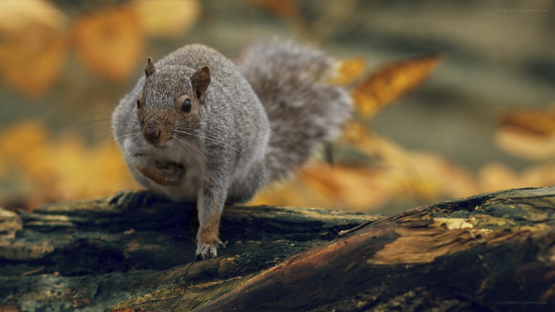 squirrel on a log in autumn
