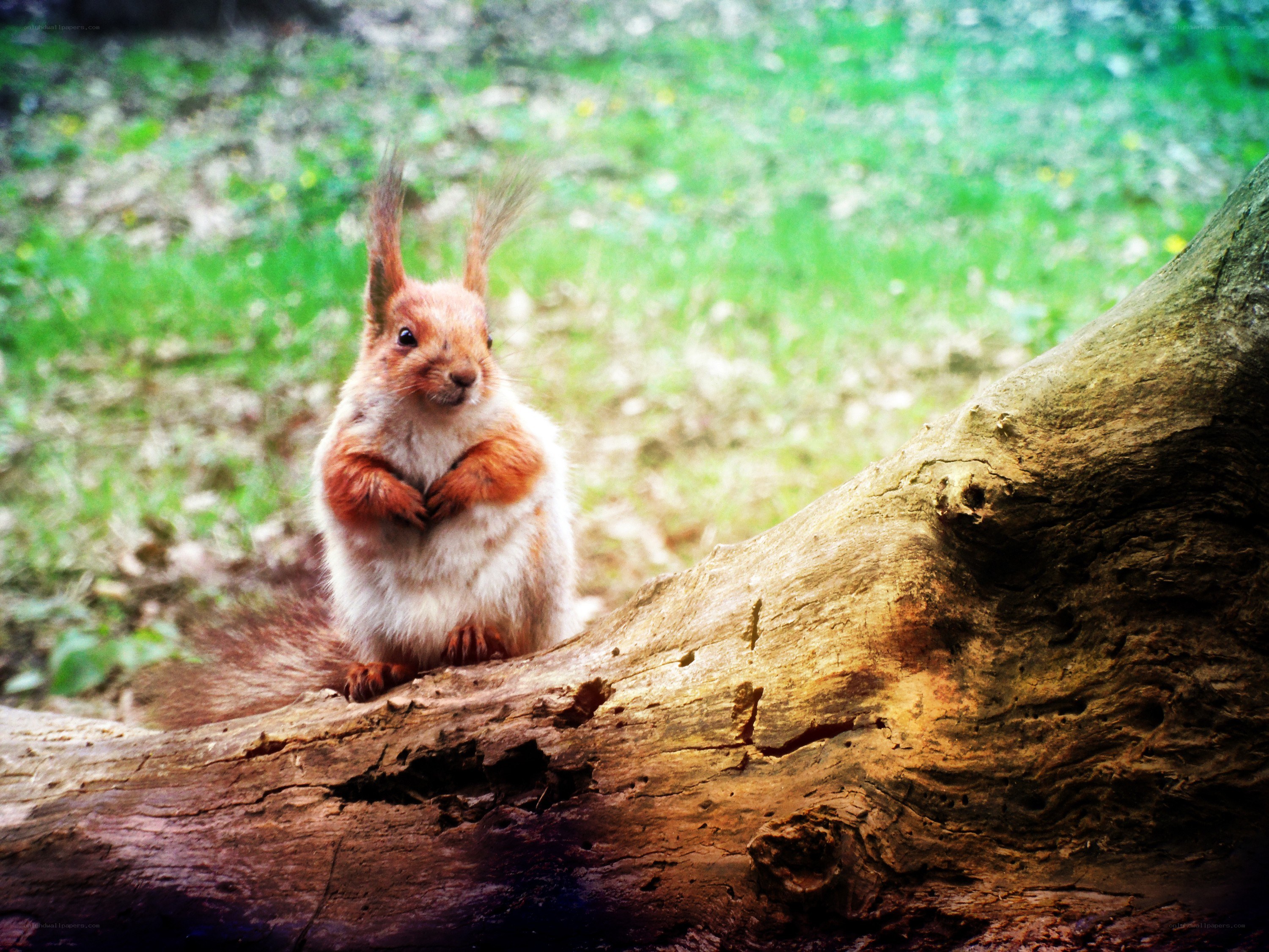 Squirrel on a log in the forest