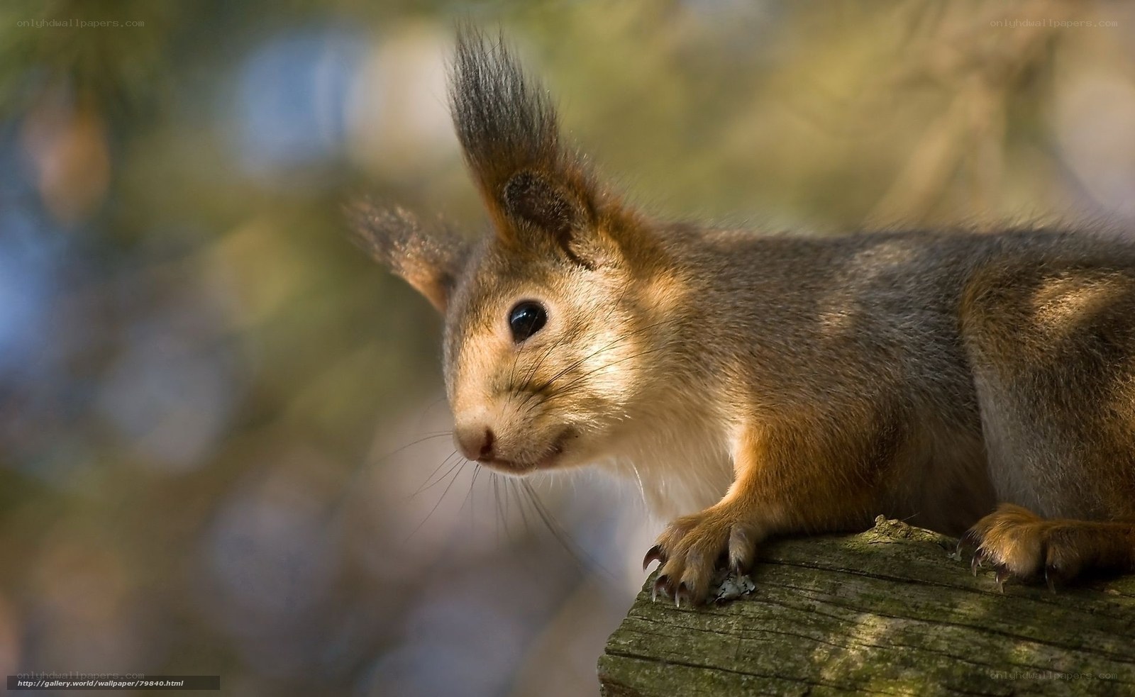 squirrel on a log