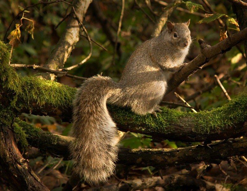 squirrel on a mossy branch
