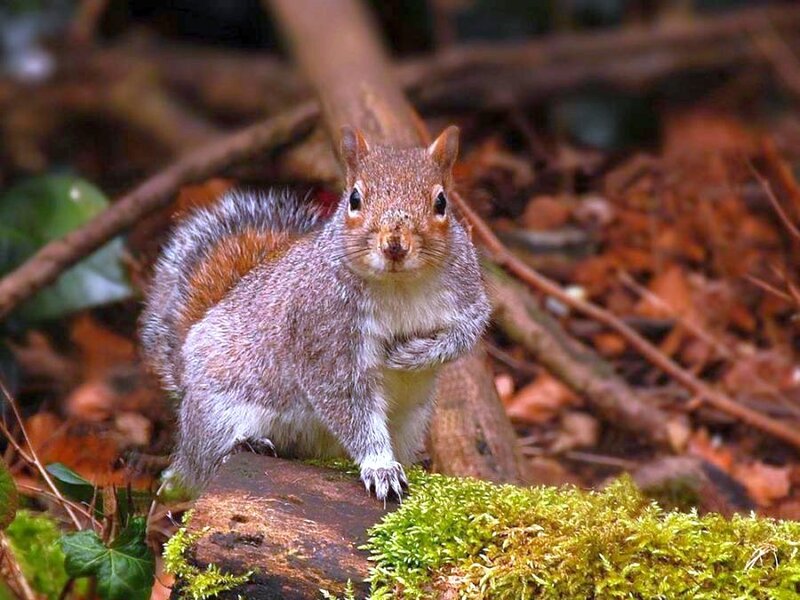 squirrel on a mossy log