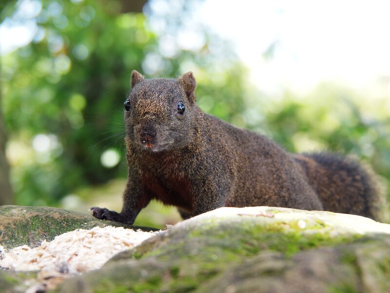 Squirrel on a mossy rock