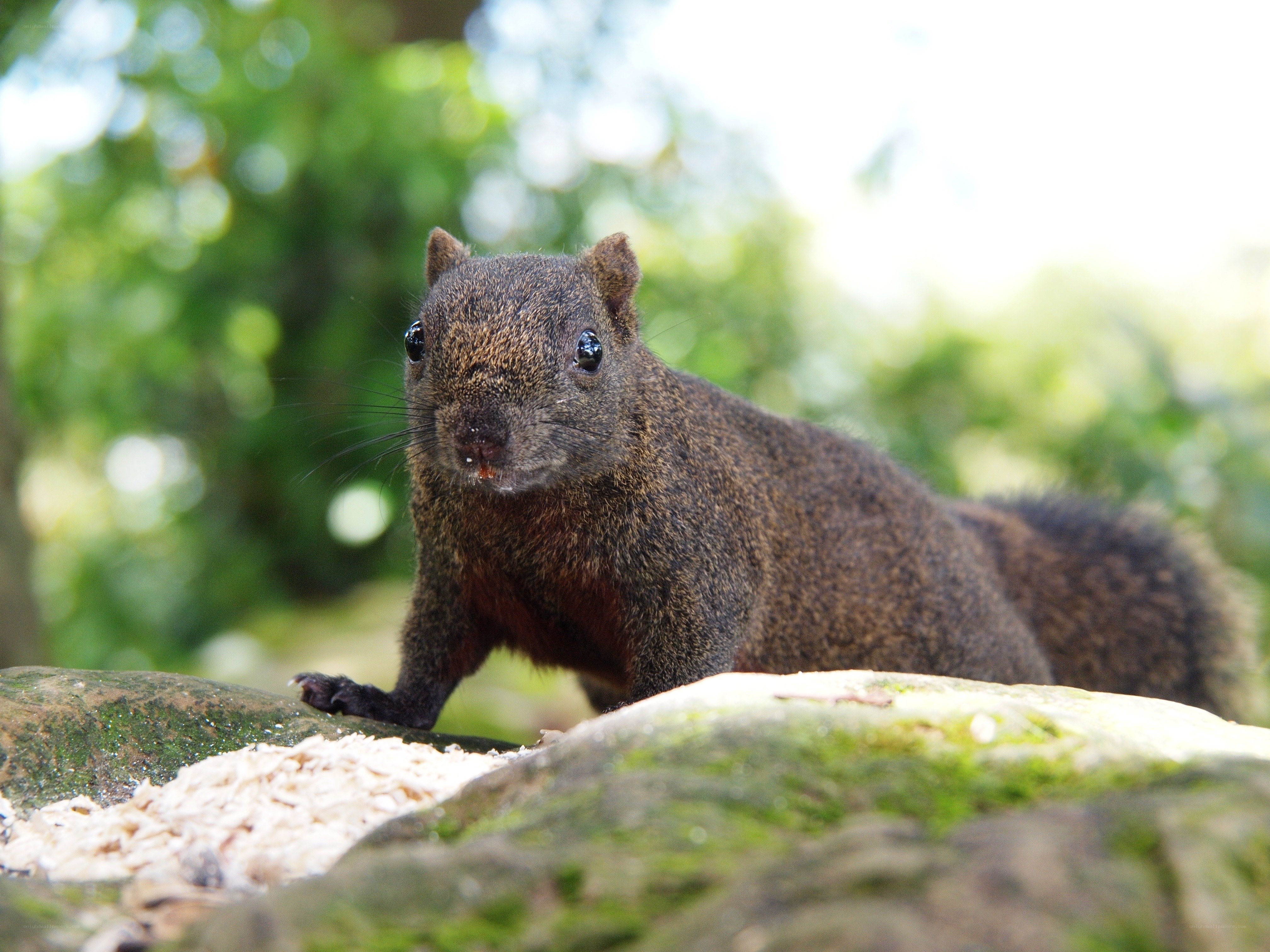Squirrel on a mossy rock
