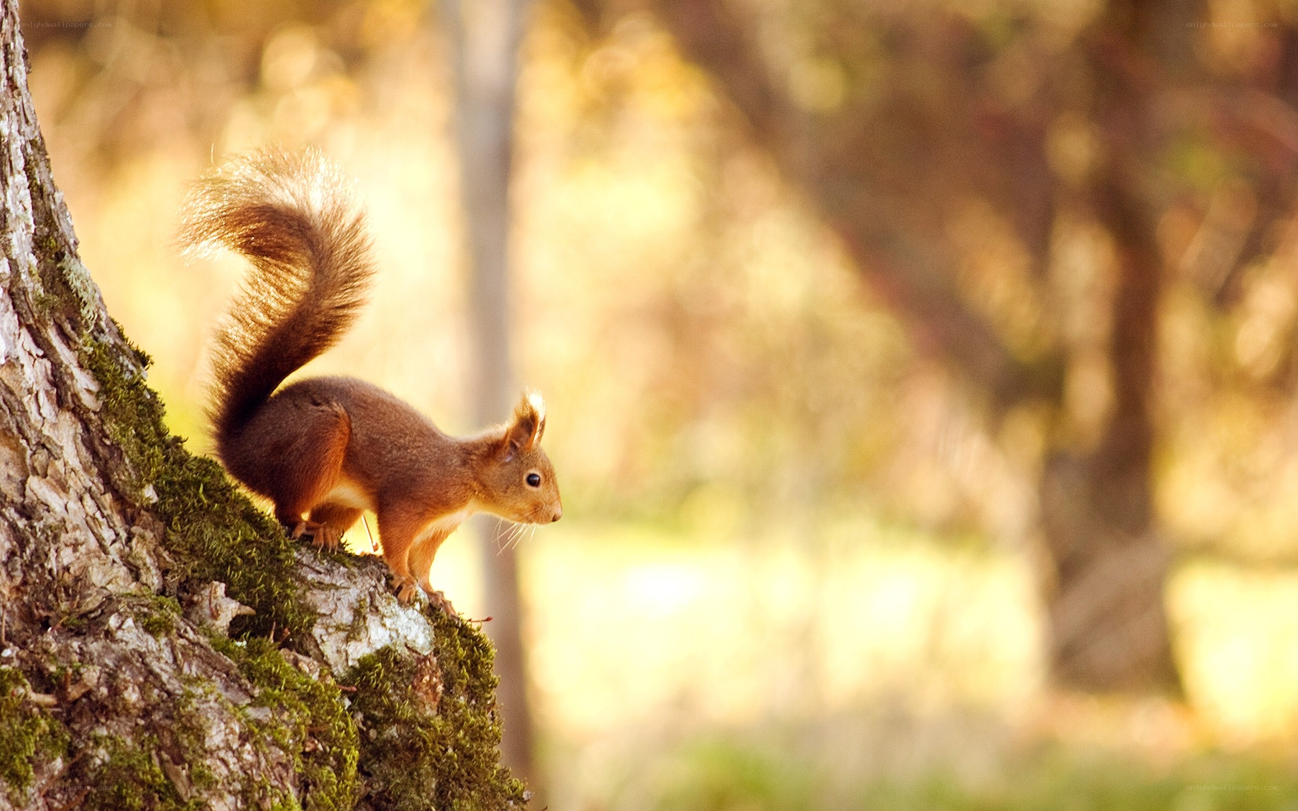 squirrel on a mossy tree
