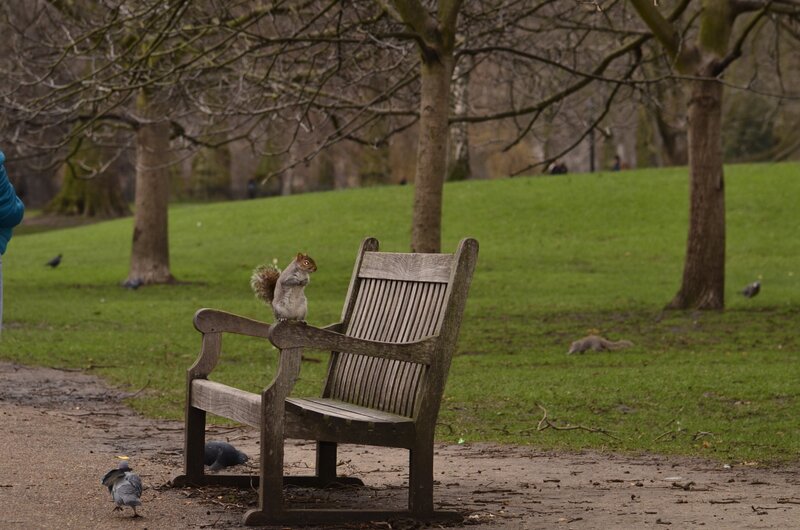Squirrel on a park bench