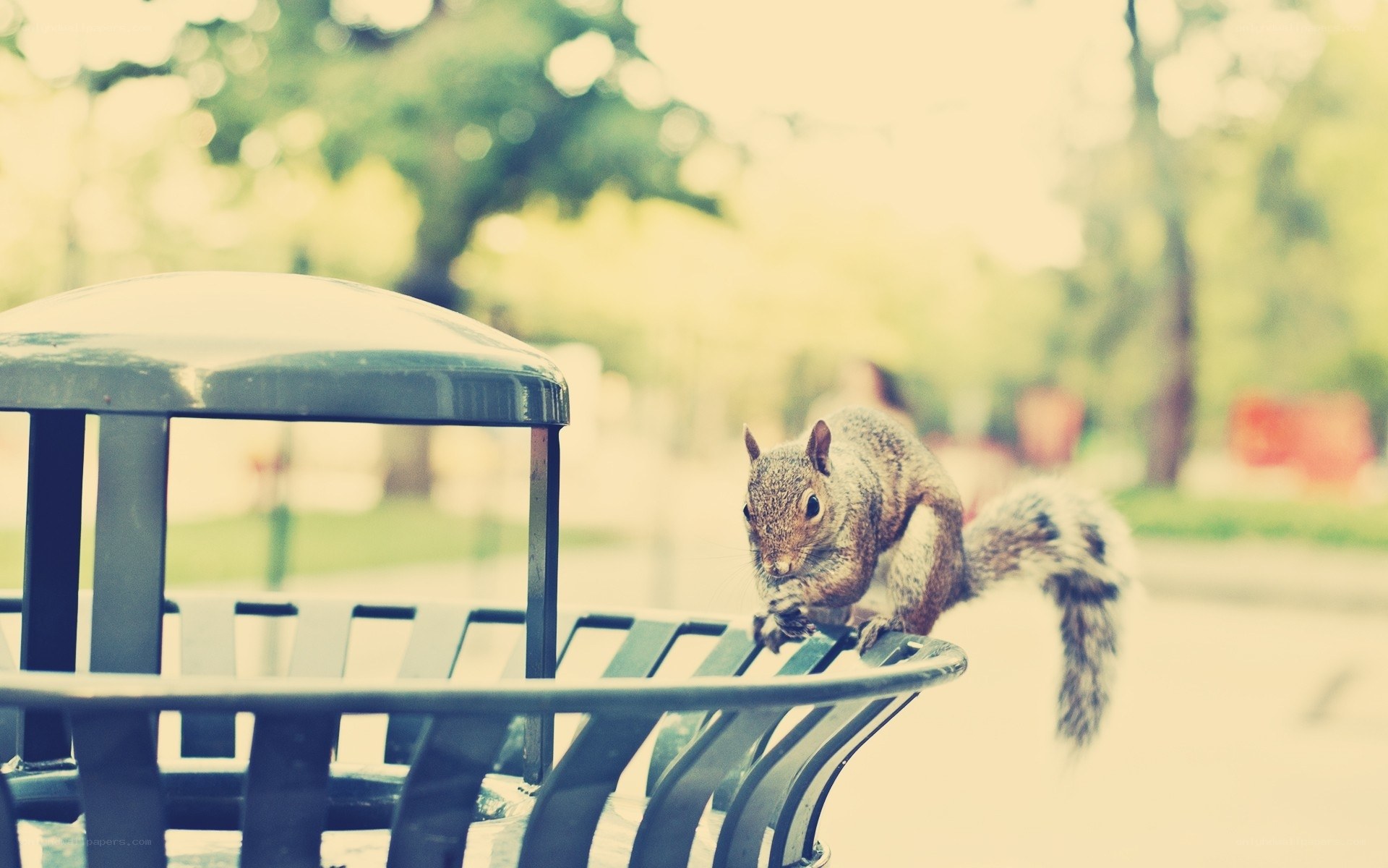 Squirrel on a park bench