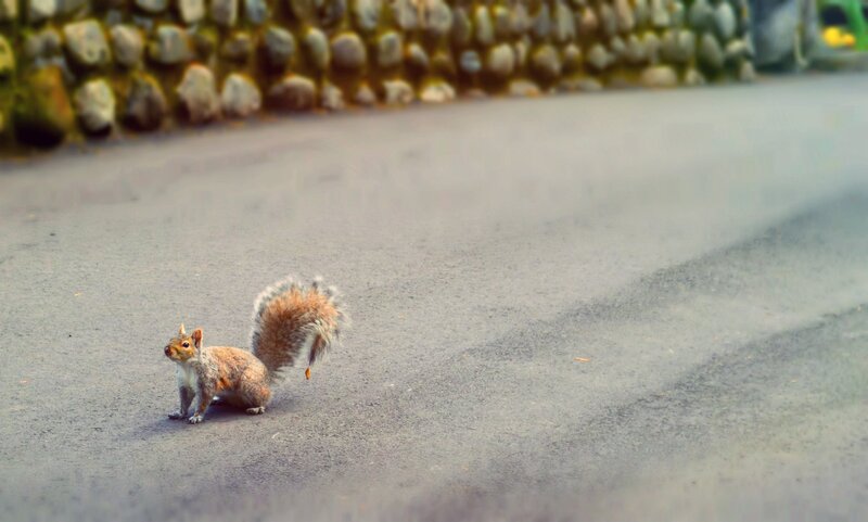 squirrel on a paved path