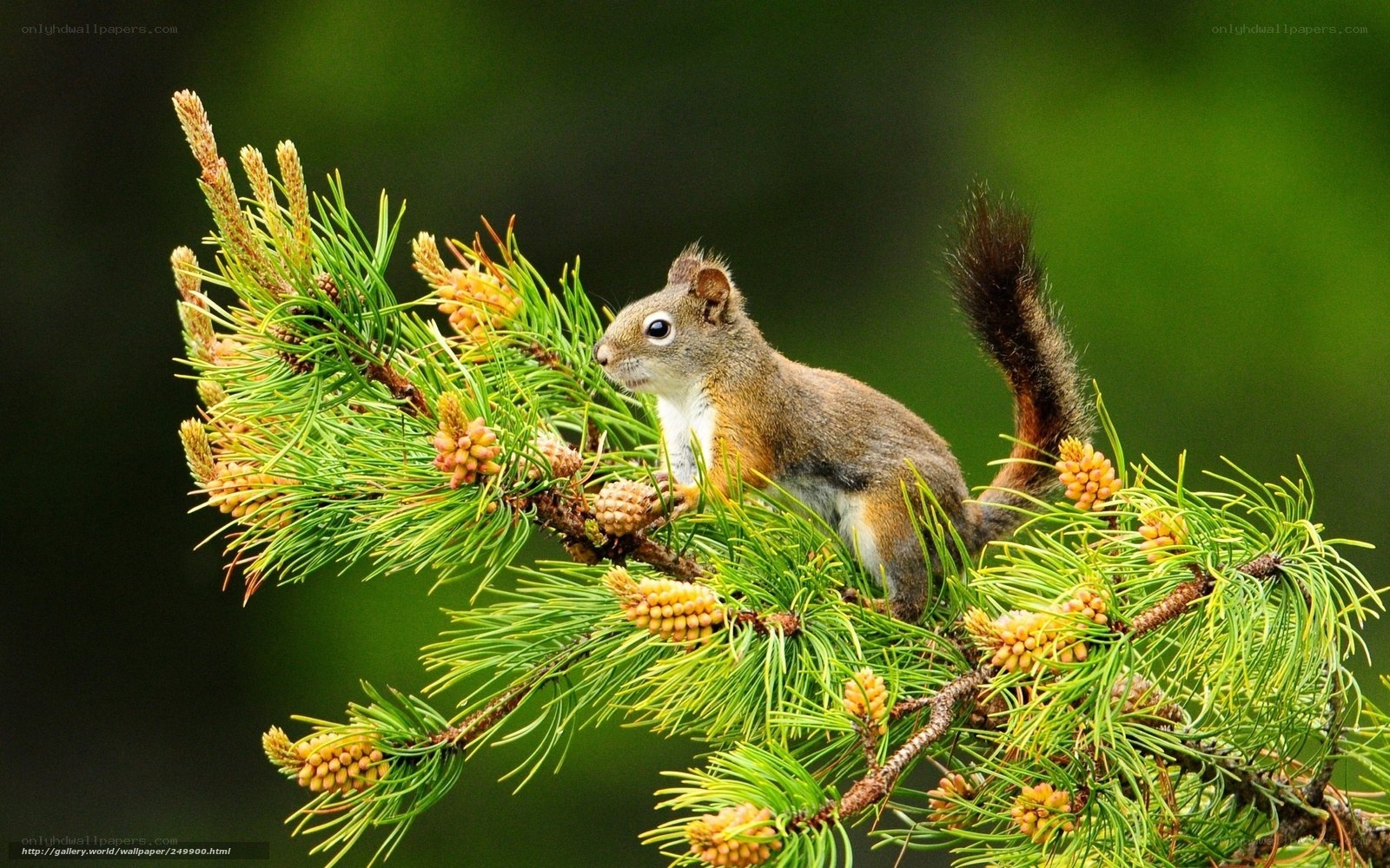 Squirrel on a pine branch